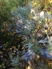 Artemisia sericea