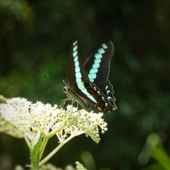 Graphium sarpedon connectens