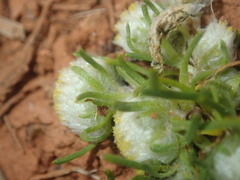 Myriocephalus pygmaea