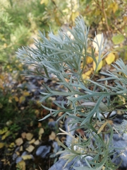Artemisia sericea