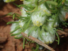 Myriocephalus pygmaea