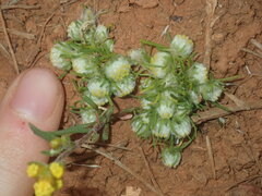 Myriocephalus pygmaea