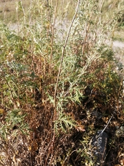 Artemisia gmelinii