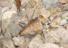 Diplacodes haematodes