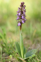 Himantoglossum robertianum
