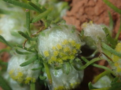 Myriocephalus pygmaea