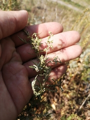 Artemisia gmelinii
