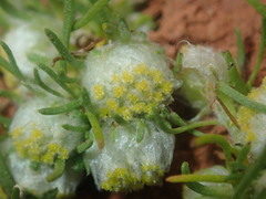Myriocephalus pygmaea