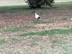 Threskiornis molucca