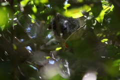 Dendrolagus lumholtzi