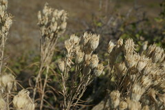 Jurinea stoechadifolia