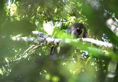 Dendrolagus lumholtzi