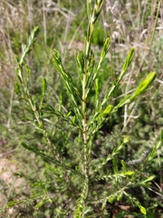 Passerina corymbosa