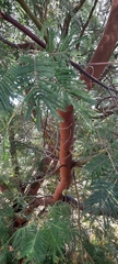 Acacia mearnsii