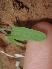 Convolvulus clementii