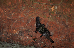 Ornithorhynchus anatinus