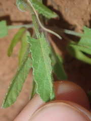 Convolvulus clementii