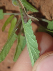 Convolvulus clementii