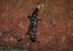 Ornithorhynchus anatinus