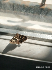 Erebidae