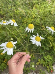 Matricaria chamomilla