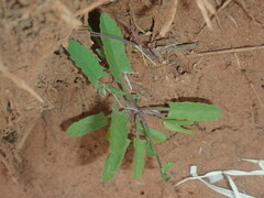 Convolvulus clementii