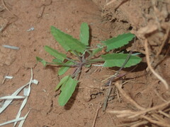 Convolvulus clementii
