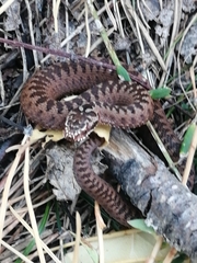 Vipera berus