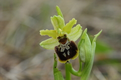 Ophrys sphegodes massiliensis