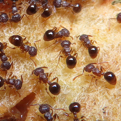 Pristomyrmex punctatus