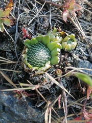 Orostachys spinosa