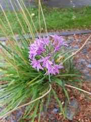 Tulbaghia violacea