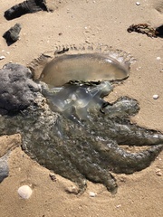 Catostylus tagi