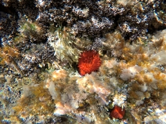 Actinia mediterranea