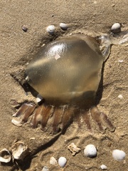 Catostylus tagi