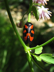 Cercopis vulnerata