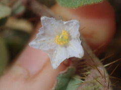 Solanum cleistogamum