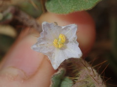 Solanum cleistogamum