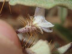 Solanum cleistogamum