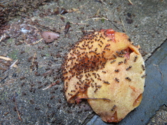 Pristomyrmex punctatus