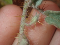 Solanum cleistogamum