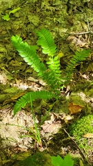 Polystichum lonchitis