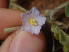 Solanum cleistogamum