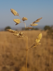 Eragrostis capensis