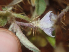 Solanum cleistogamum