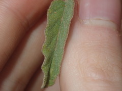 Solanum cleistogamum