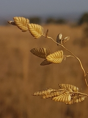 Eragrostis capensis