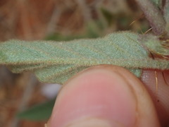 Solanum cleistogamum