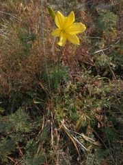 Hemerocallis minor