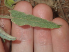Solanum cleistogamum